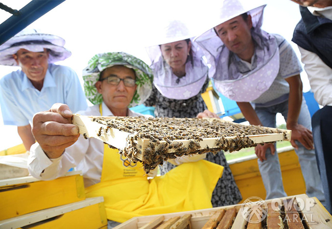 Sweet Success: How Ten Hives Changed the Life of One Beekeeper in the Aral Sea Region